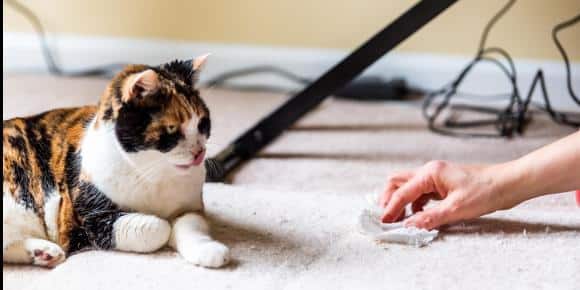 The Myth: It’s Normal for Cats to Vomit or Have Hairballs The Truth: It Could Be Intestinal Disease