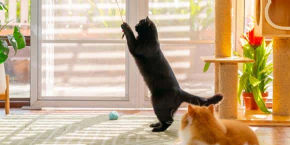 Environmental Enrichment for Cats: Keeping Your Indoor Cat Happy and Healthy