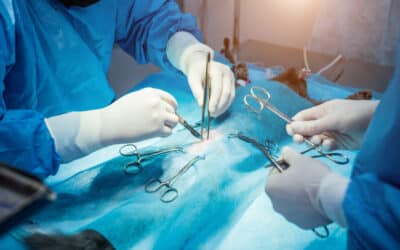 Exploratory Laparotomy in Dogs & Cats