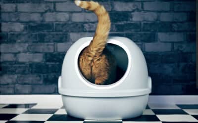 Perineal Urethrostomy (PU Surgery) in Cats
